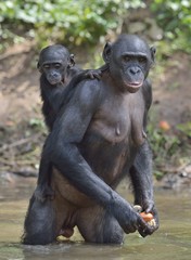 Bonobo standing on her legs in water with a cub on a back.  The Bonobo ( Pan paniscus).