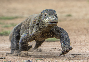 Obraz premium Attack of a Komodo dragon. The dragon running on sand. The Running Komodo dragon ( Varanus komodoensis ) .