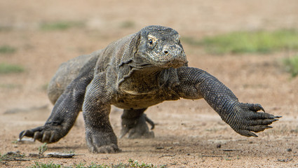 Fototapeta premium Attack of a Komodo dragon. The dragon running on sand. The Running Komodo dragon ( Varanus komodoensis ) .