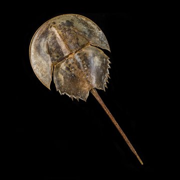 Atlantic horseshoe crab
