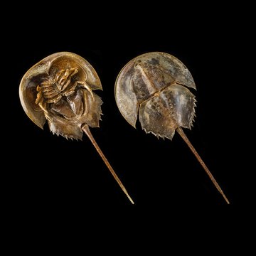 Two Atlantic horseshoe crabs