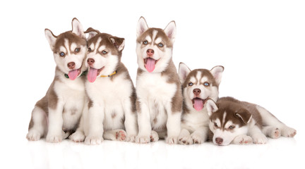 five adorable siberian husky puppies on white