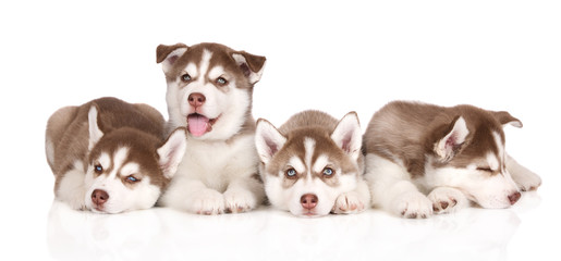 four siberian husky puppies lying down on white