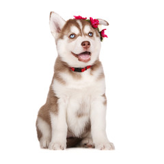 happy brown siberian husky puppy with a flower crown