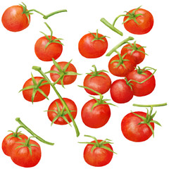 Cherry Tomatoes isolated illustration, clipping path for quick isolation