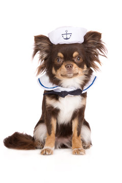 chihuahua dog in a sailor costume on white