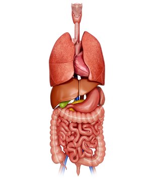 Human internal organs, illustration