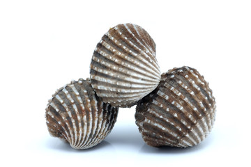 fresh cockles seafood on white background