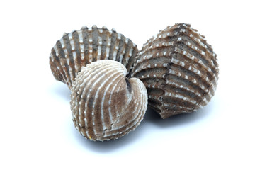 fresh cockles seafood on white background