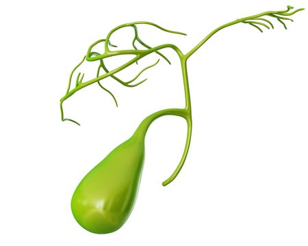 Human gall bladder, illustration