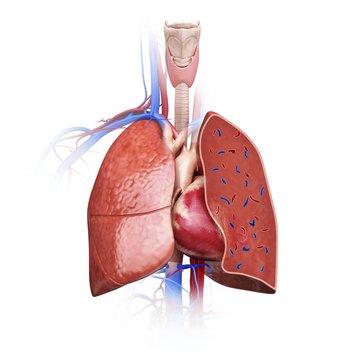 Cross section of lungs, illustration