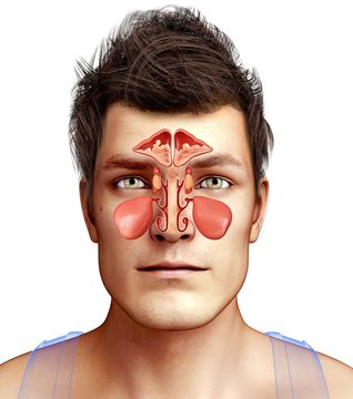 Nose anatomy, illustration
