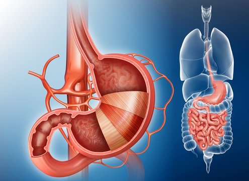 Stomach layers and small intestine