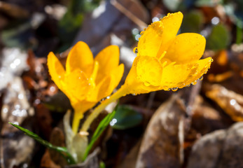 Yellow Crocus, shallow DOF.