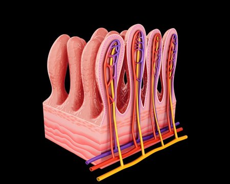 Small intestinal wall, illustration