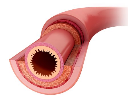 Small intestinal wall, illustration