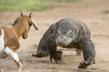 Attack of a Komodo dragon. The dragon running on sand. The Running Komodo dragon ( Varanus komodoensis ) .