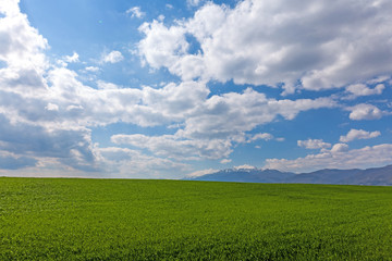 Beatiful morning green field with blue heaven