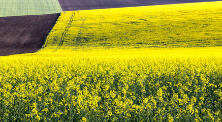 Rape field