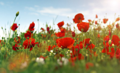 poppy field. image with selective focus