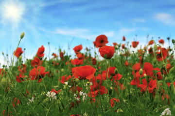 Obraz na płótnie Canvas poppy field. image with selective focus