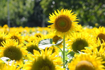 ヒマワリの花畑