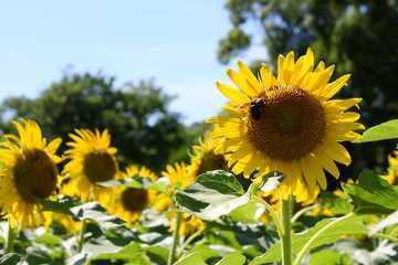 ヒマワリの花畑