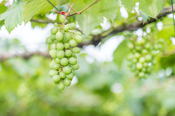 grapes in the vineyard