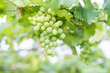 grapes in the vineyard