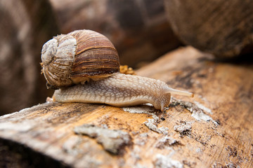 Helix pomatia, common names the Burgundy snail, Roman snail