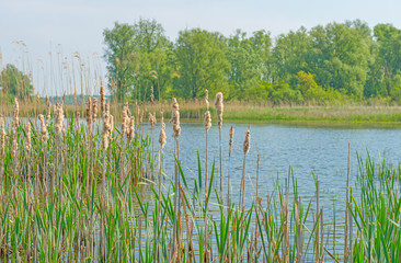 Shore of a lake in spring