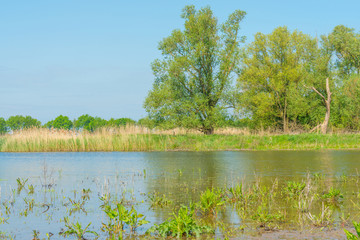Shore of a lake in spring