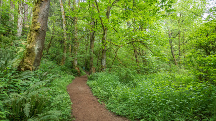 Path in the green forest. COAL CREEK PARK, KING COUNTY, WASHINGTON STATE