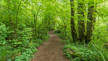 Path in the green forest. COAL CREEK PARK, KING COUNTY, WASHINGTON STATE