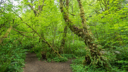 Path in the green forest. COAL CREEK PARK, KING COUNTY, WASHINGTON STATE