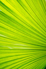 Fototapeta premium Close up of Green palm tree leaves