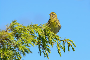 Verzellino (Serinus serinus) su ramo di ginepro
