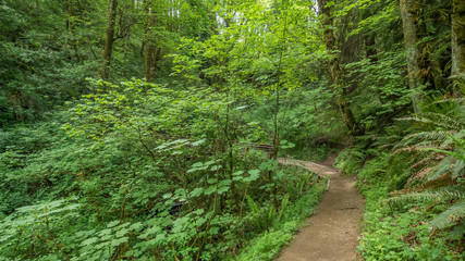 Fototapeta na wymiar Path in the green forest. COAL CREEK PARK, KING COUNTY, WASHINGTON STATE