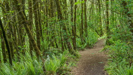 Path in the green forest. COAL CREEK PARK, KING COUNTY, WASHINGTON STATE