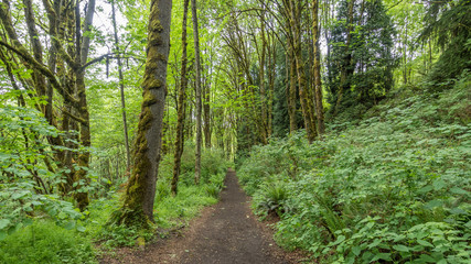 Path in the green forest. COAL CREEK PARK, KING COUNTY, WASHINGTON STATE
