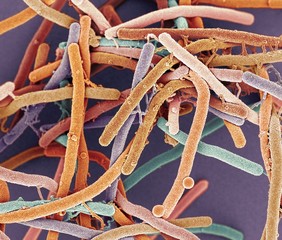 Rod-shaped bacteria, SEM