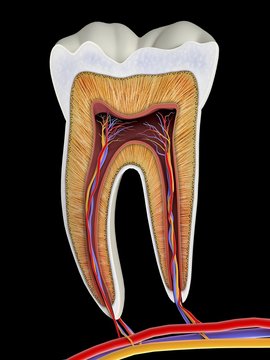 Molar tooth cross-section, artwork