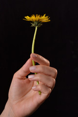 mano de una mujer sujetando una flor de margarita en fondo negro.