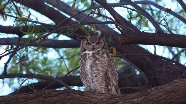 A Great Horned Owl in the desert