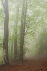 Details of a forest in spring