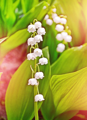 Spring landscape. flowers lily of the valley
