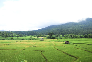 Obraz premium field