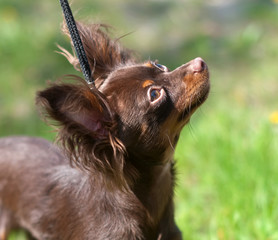A long-haired chocolate color Russian Toy Terrier dog puppy
