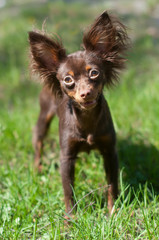 A long-haired chocolate color Russian Toy Terrier dog puppy