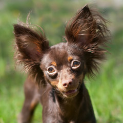 A long-haired chocolate color Russian Toy Terrier dog puppy